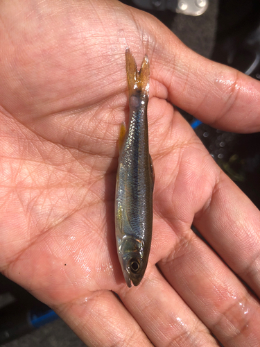 オイカワの釣果