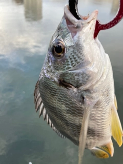 キビレの釣果