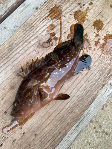 キジハタの釣果