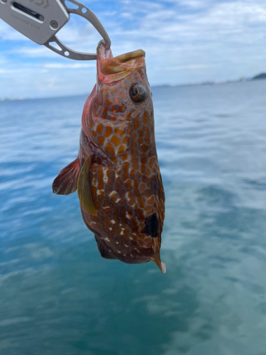 アコウの釣果