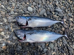 ソウダガツオの釣果