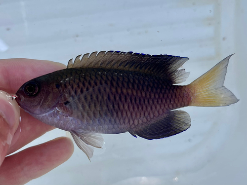 ソラスズメダイの釣果