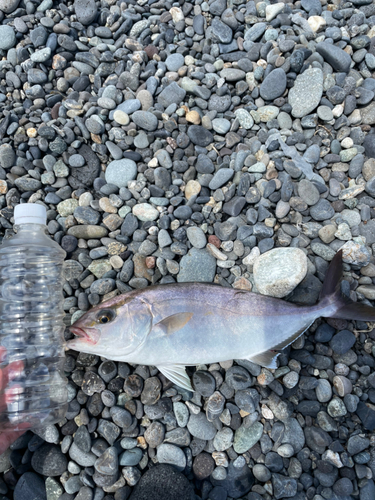 ショゴの釣果