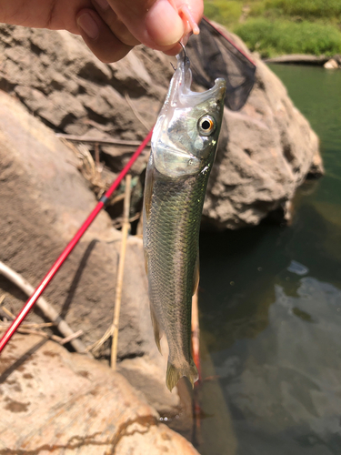 ハスの釣果