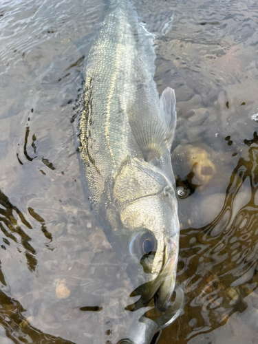 セイゴ（マルスズキ）の釣果