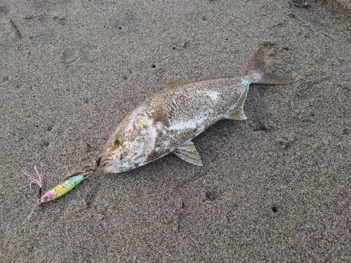 ショゴの釣果