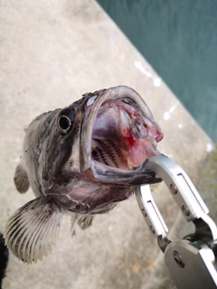 クロソイの釣果