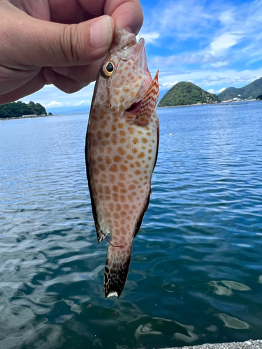 オオモンハタの釣果