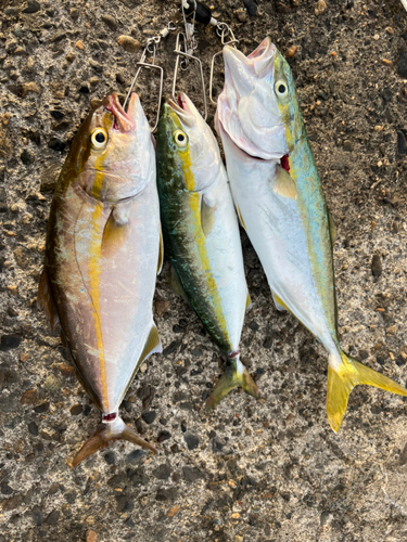 ショゴの釣果