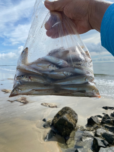 キスの釣果