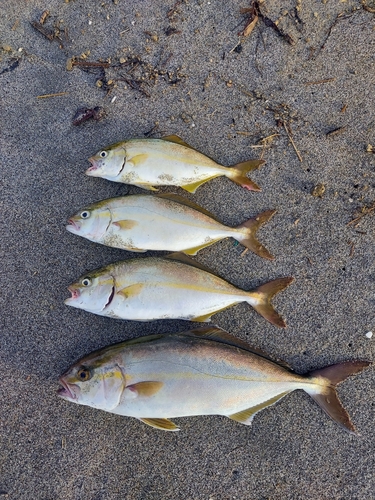 ショゴの釣果