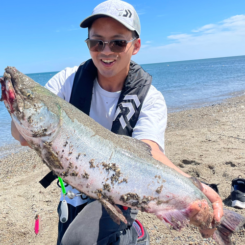 カラフトマスの釣果