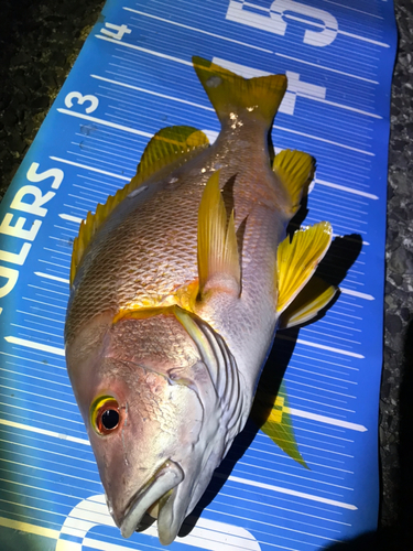 シブダイの釣果