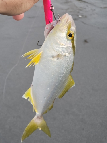 ショゴの釣果