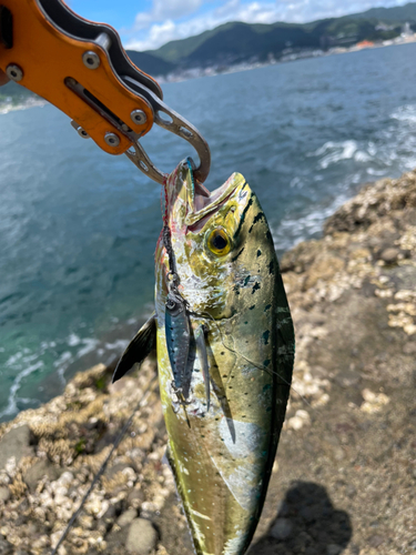 シイラの釣果