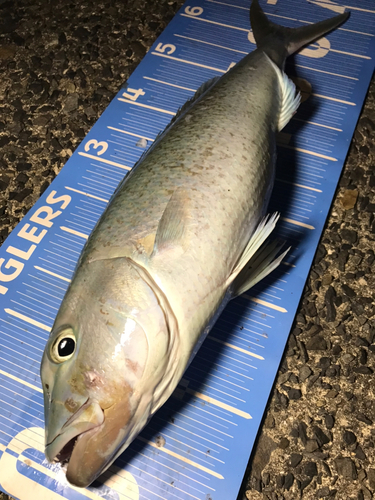 アオチビキの釣果