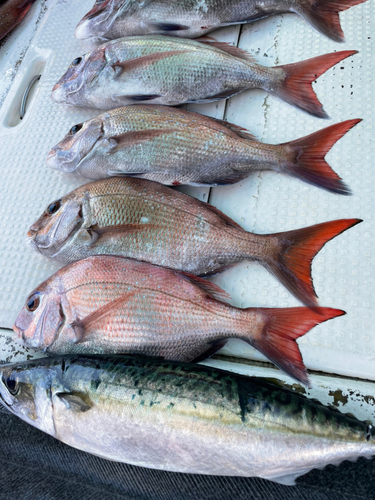 マダイの釣果