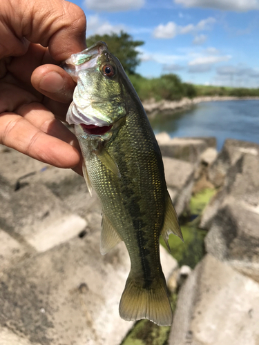 ラージマウスバスの釣果