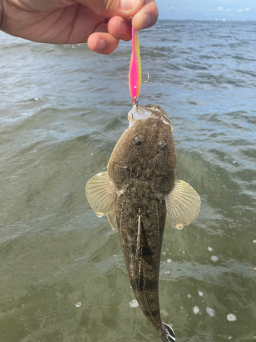 マゴチの釣果