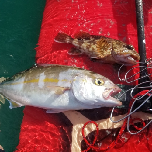 カンパチの釣果