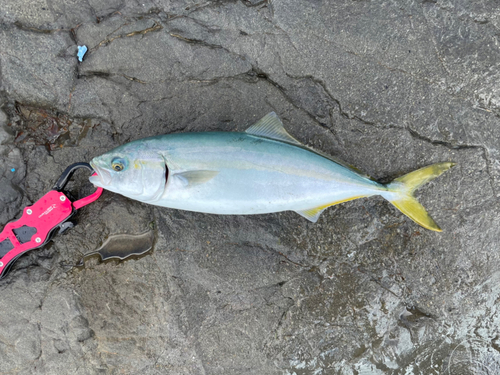 ワカシの釣果