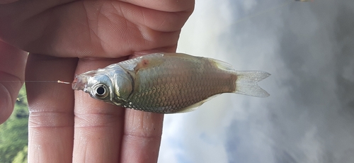 フナの釣果