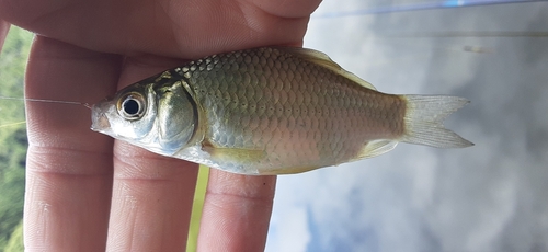 フナの釣果