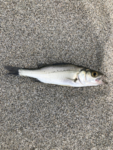 セイゴ（ヒラスズキ）の釣果