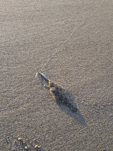 ソゲの釣果