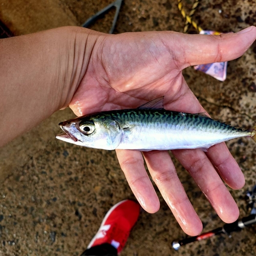 サバの釣果