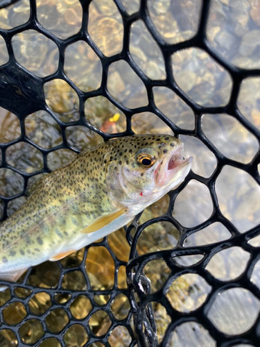 ニジマスの釣果