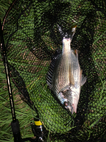 キビレの釣果