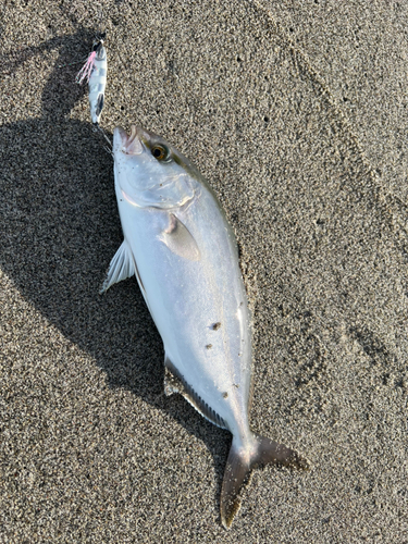 ショゴの釣果