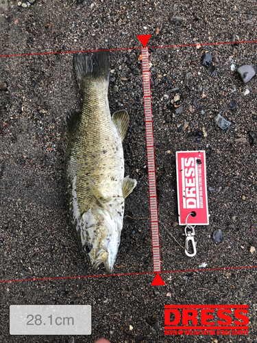 スモールマウスバスの釣果