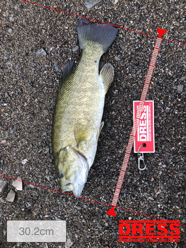 スモールマウスバスの釣果