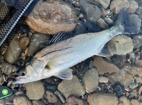 マルスズキの釣果