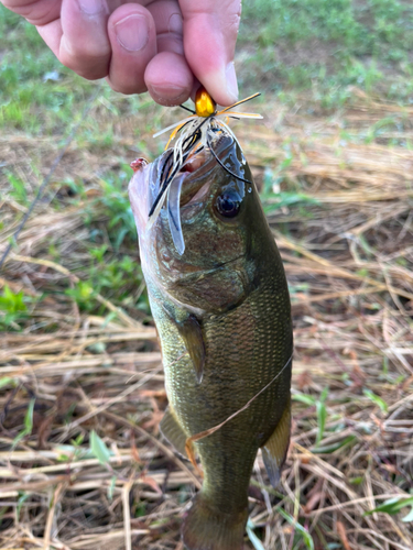 ラージマウスバスの釣果