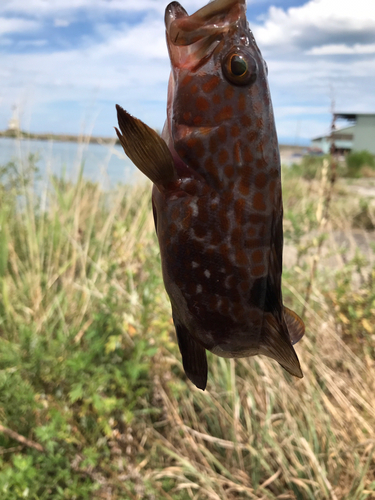 キジハタの釣果