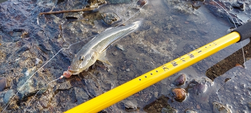 ハゼの釣果