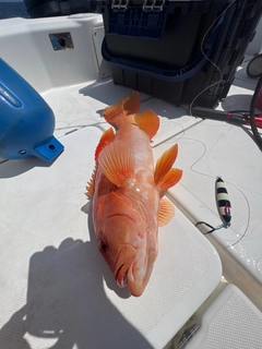 スジアラの釣果