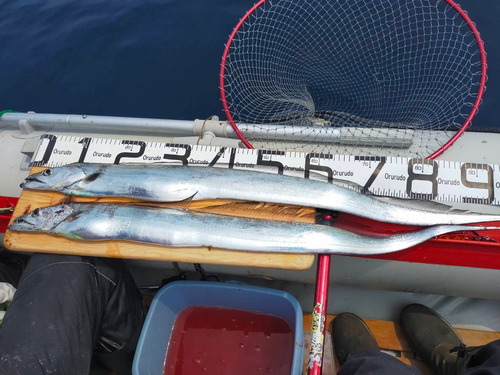 タチウオの釣果