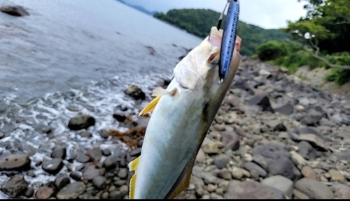 ショゴの釣果