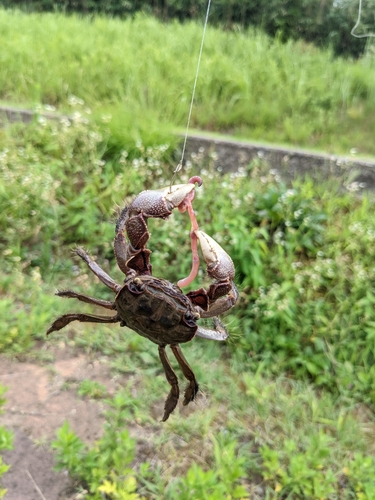 カニの釣果