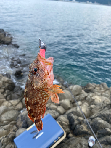 ガシラの釣果