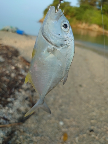 ガーラの釣果