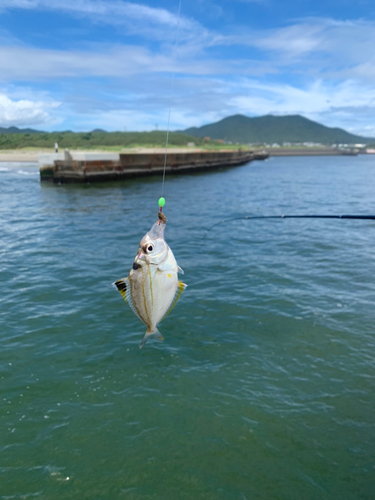 コノシロの釣果