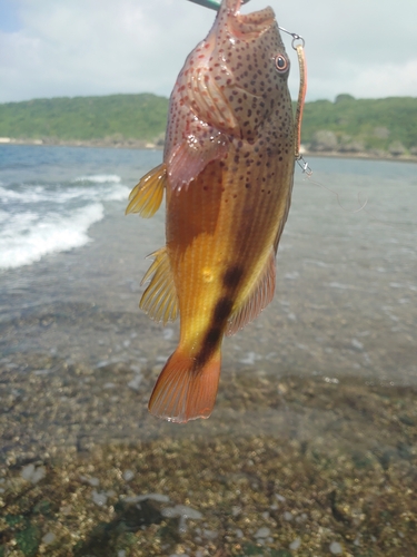 ホシゴンベの釣果