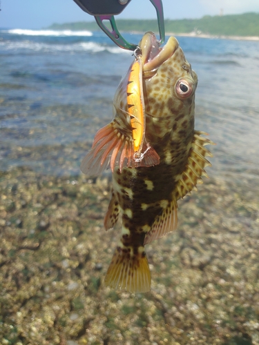 イソゴンベの釣果