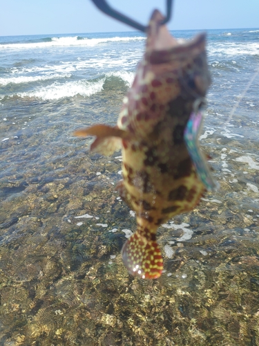 イシミーバイの釣果