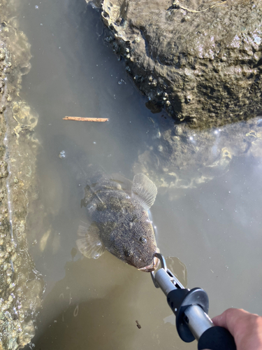 マゴチの釣果